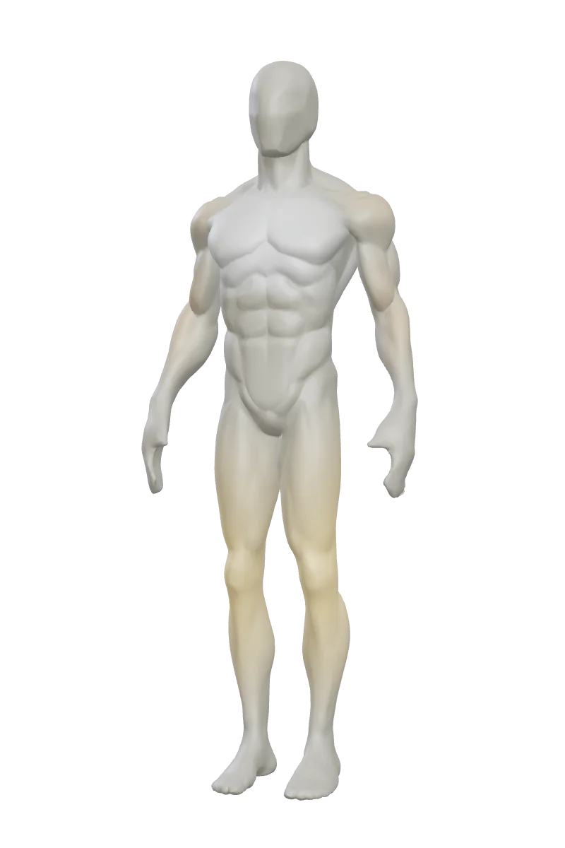 3D body map with a permanent tint on every muscle showing cumulative training over time